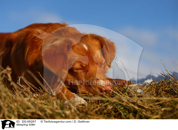 schlafender Nova Scotia Duck Tolling Retriever / sleeping toller / DG-06267