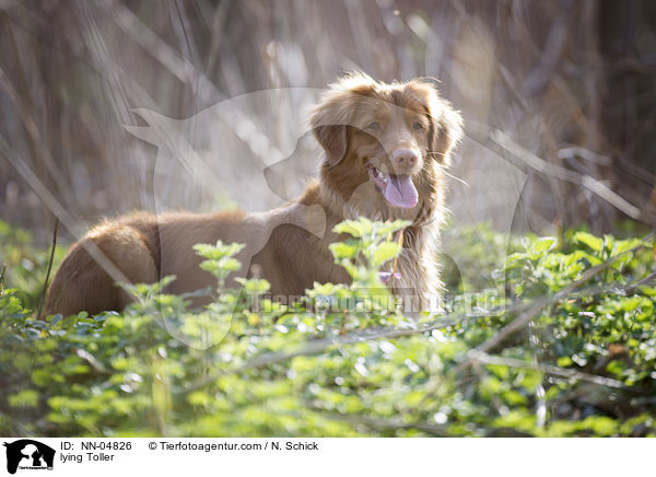 liegender Nova Scotia Duck Tolling Retriever / lying Toller / NN-04826