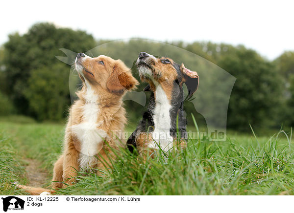 2 Hunde / 2 dogs / KL-12225