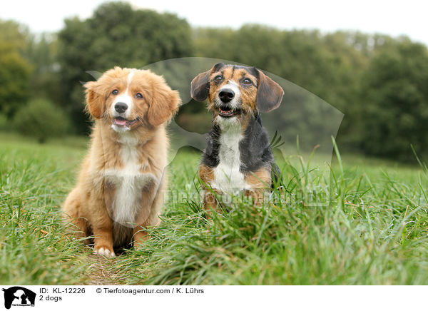 2 Hunde / 2 dogs / KL-12226