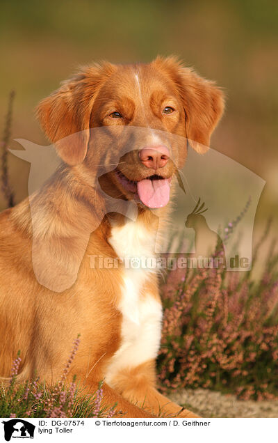 liegender Nova Scotia Duck Tolling Retriever / lying Toller / DG-07574