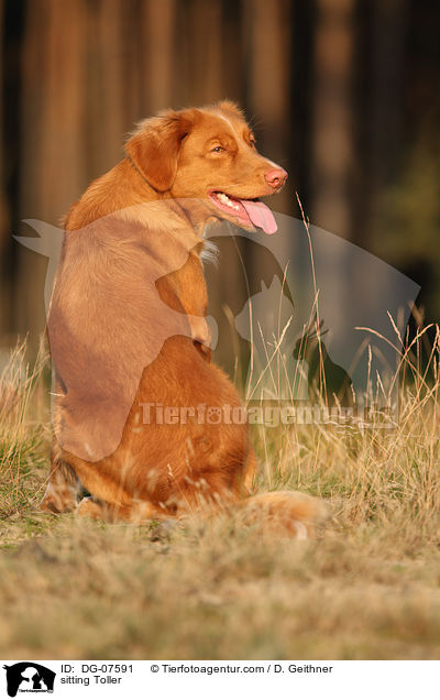 sitzender Nova Scotia Duck Tolling Retriever / sitting Toller / DG-07591