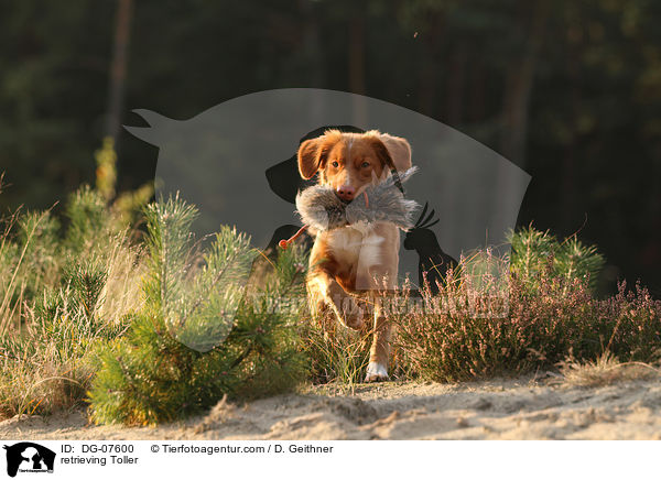 apportierender Nova Scotia Duck Tolling Retriever / retrieving Toller / DG-07600