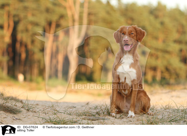 sitzender Nova Scotia Duck Tolling Retriever / sitting Toller / DG-07624