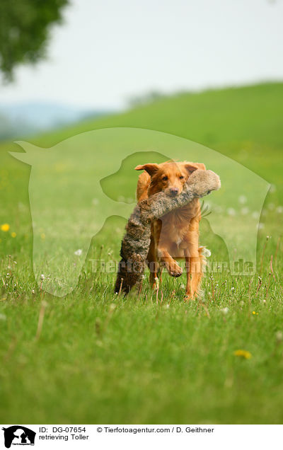 apportierender Nova Scotia Duck Tolling Retriever / retrieving Toller / DG-07654