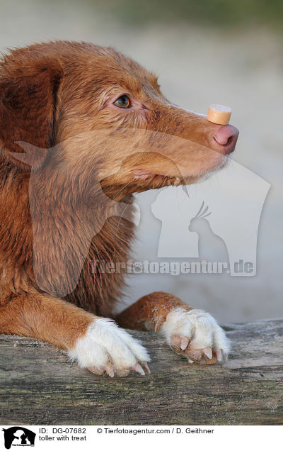 Nova Scotia Duck Tolling Retriever mit Leckerli / toller with treat / DG-07682