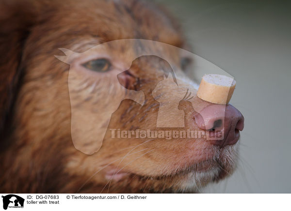 toller with treat / DG-07683