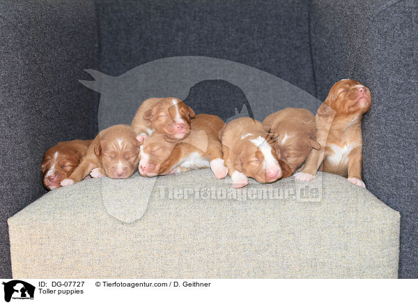 Nova Scotia Duck Tolling Retriever Welpen / Toller puppies / DG-07727