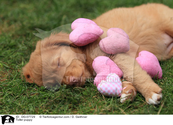 Nova Scotia Duck Tolling Retriever Welpe / Toller puppy / DG-07729