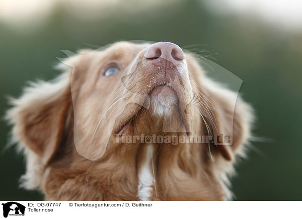 Nova Scotia Duck Tolling Retriever Nase / Toller nose / DG-07747