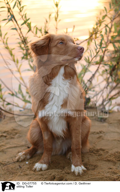 sitzender Nova Scotia Duck Tolling Retriever / sitting Toller / DG-07755