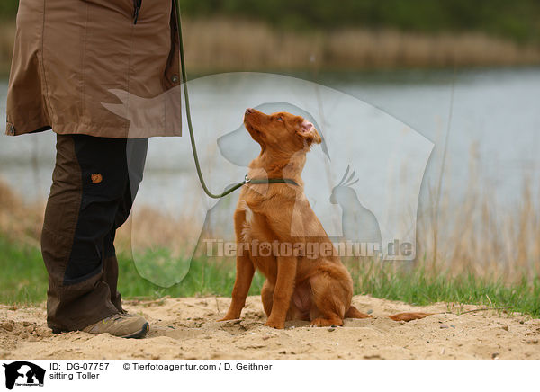 sitzender Nova Scotia Duck Tolling Retriever / sitting Toller / DG-07757