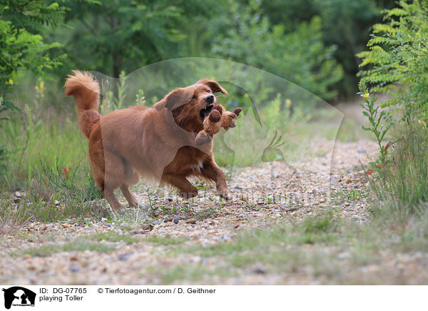 spielender Nova Scotia Duck Tolling Retriever / playing Toller / DG-07765