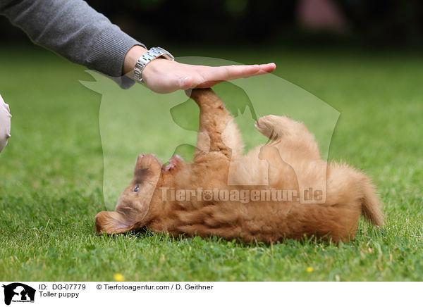 Nova Scotia Duck Tolling Retriever Welpe / Toller puppy / DG-07779