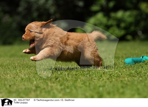 Nova Scotia Duck Tolling Retriever Welpe / Toller puppy / DG-07787