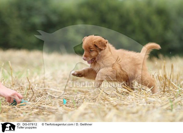 Nova Scotia Duck Tolling Retriever Welpe / Toller puppies / DG-07812