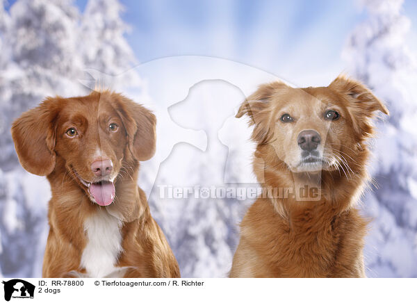 2 Hunde / 2 dogs / RR-78800