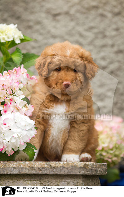 Nova Scotia Duck Tolling Retriever Puppy / DG-08416