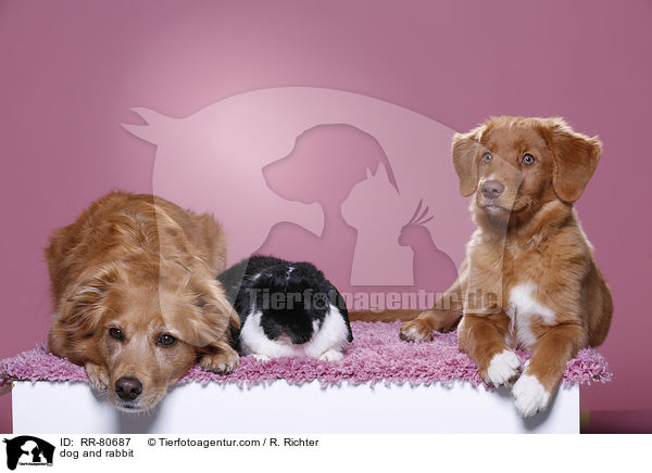 Hund und Kaninchen / dog and rabbit / RR-80687