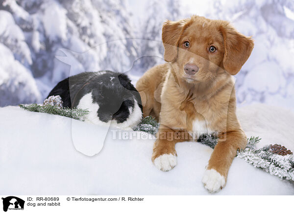 Hund und Kaninchen / dog and rabbit / RR-80689
