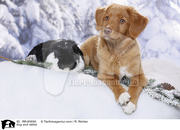 Hund und Kaninchen / dog and rabbit / RR-80690