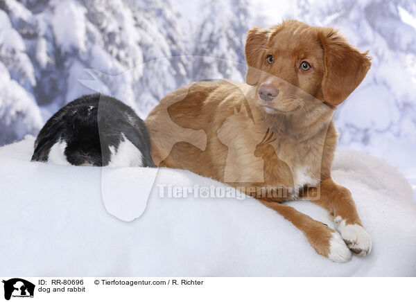 Hund und Kaninchen / dog and rabbit / RR-80696