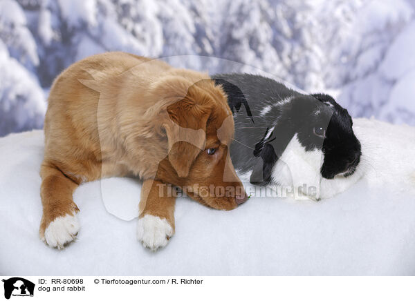 Hund und Kaninchen / dog and rabbit / RR-80698