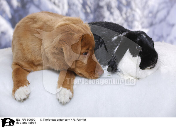 Hund und Kaninchen / dog and rabbit / RR-80699