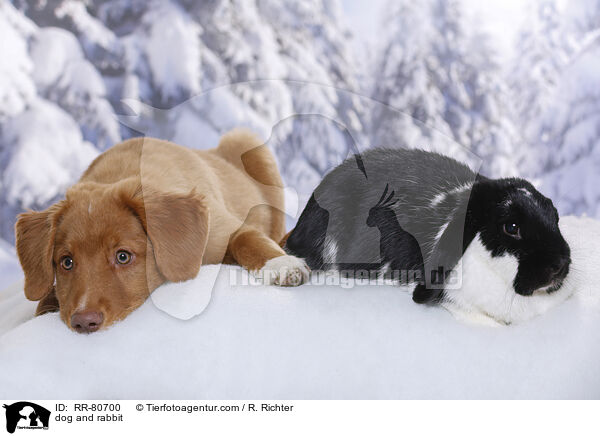 Hund und Kaninchen / dog and rabbit / RR-80700