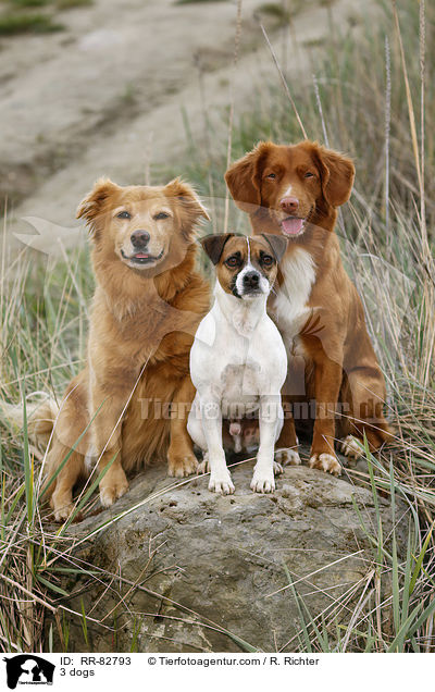 3 Hunde / 3 dogs / RR-82793