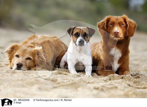 3 Hunde / 3 dogs / RR-82906