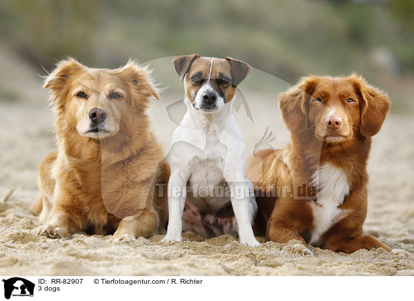 3 Hunde / 3 dogs / RR-82907