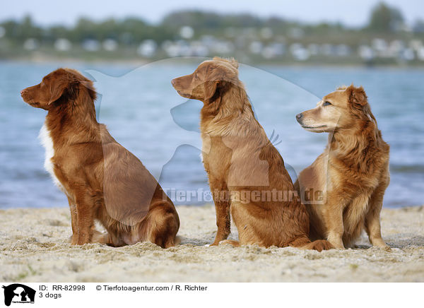 3 Hunde / 3 dogs / RR-82998