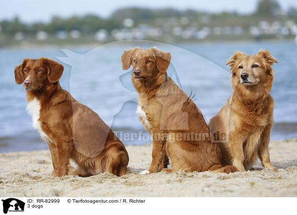 3 Hunde / 3 dogs / RR-82999