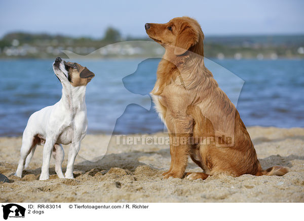 2 Hunde / 2 dogs / RR-83014