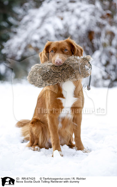 Nova Scotia Duck Tolling Retriever mit Dummy / Nova Scotia Duck Tolling Retriever with dummy / RR-87425