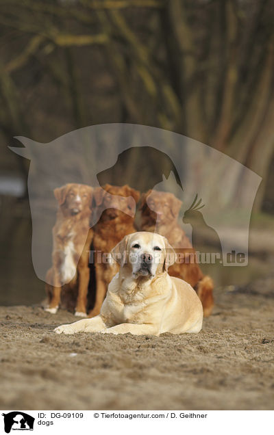 Hunde / dogs / DG-09109