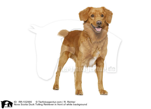Nova Scotia Duck Tolling Retriever in front of white background / RR-102990