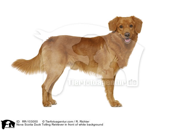 Nova Scotia Duck Tolling Retriever vor weiem Hintergrund / Nova Scotia Duck Tolling Retriever in front of white background / RR-103000