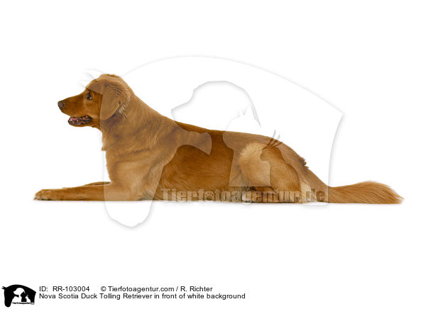 Nova Scotia Duck Tolling Retriever vor weiem Hintergrund / Nova Scotia Duck Tolling Retriever in front of white background / RR-103004