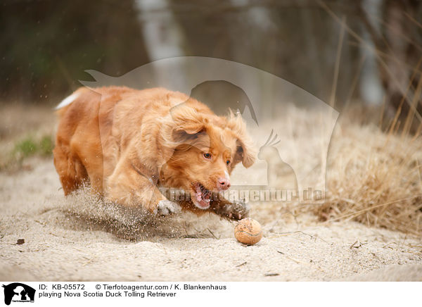 spielender Nova Scotia Duck Tolling Retriever / playing Nova Scotia Duck Tolling Retriever / KB-05572