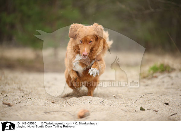 spielender Nova Scotia Duck Tolling Retriever / playing Nova Scotia Duck Tolling Retriever / KB-05596