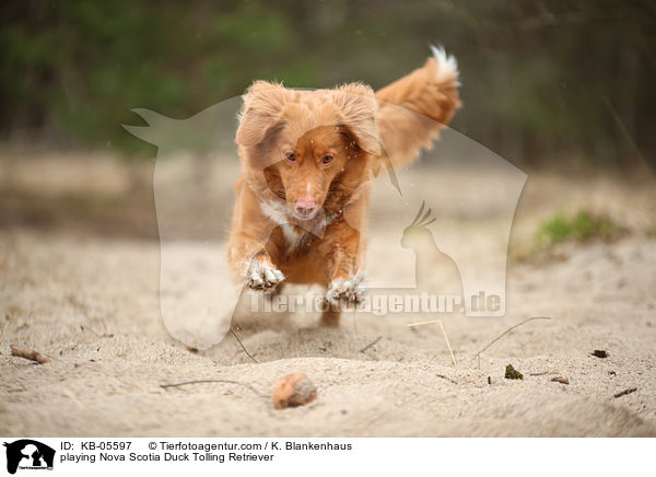 spielender Nova Scotia Duck Tolling Retriever / playing Nova Scotia Duck Tolling Retriever / KB-05597