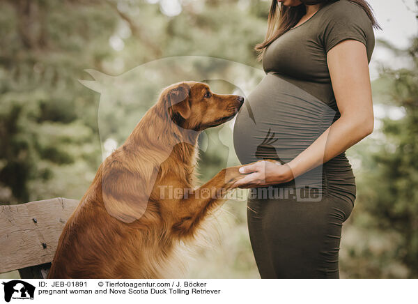 Schwangere und Nova Scotia Duck Tolling Retriever / pregnant woman and Nova Scotia Duck Tolling Retriever / JEB-01891