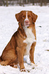 Nova Scotia Duck Tolling Retriever