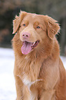 Nova Scotia Duck Tolling Retriever Portrait