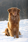 Nova Scotia Duck Tolling Retriever