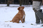 Nova Scotia Duck Tolling Retriever Puppy