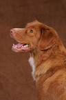 Nova Scotia Duck Tolling Retriever Portrait