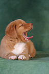 Toller Puppy